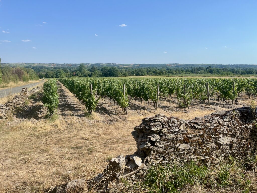 Vignes de touraine